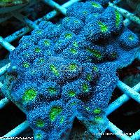 Marine Polyp Fish