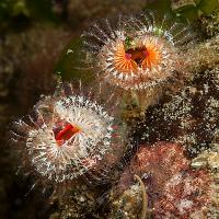 Marine Tubeworm Fish