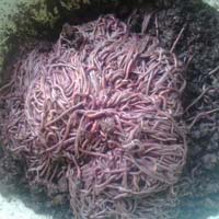 Earthworms