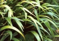 Foliage Plants