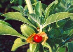 ashwagandha plants