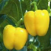 Capsicum Plants