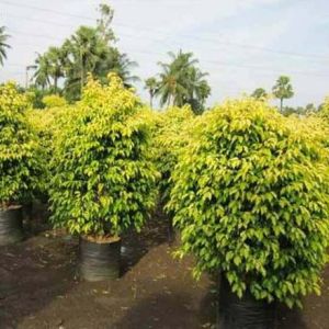 Ficus Benjamina Plant