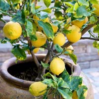 Lemon Plants