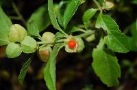 Ashwagandha Plant