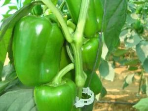 Fresh Capsicum