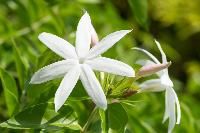 Jasmine Flower Plant