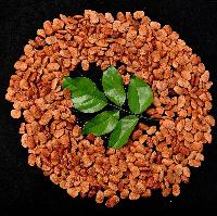 Pongamia Seeds