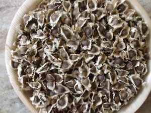 Moringa Seeds