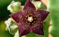 Caralluma Fimbriata