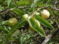 Guava leaves (Dry)