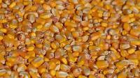 Hybrid Maize Seeds