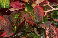 ornamental foliage plants