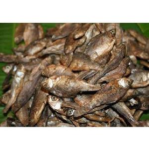 Rohu Katla Fish Seeds