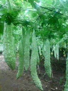 Fresh Bitter Gourd