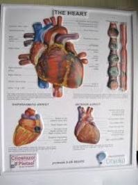 3d pvc embossed medical poster