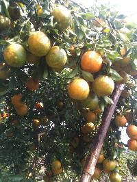 Orange from Manasa-Rampura, MP