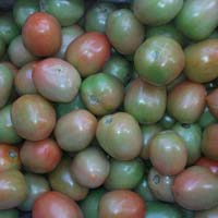 green tomato