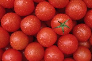 Fresh Tomato