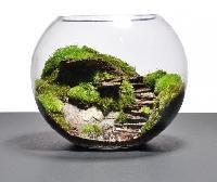 terrarium