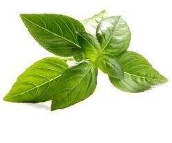 Basil Oil