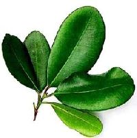 Bay Leaf Oil