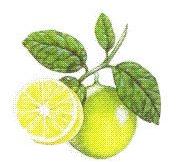 Bergamot Oil