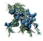 juniper leaf oil