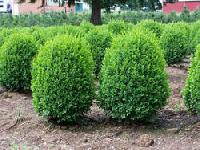 shrub plant