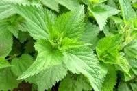 Herbal Organic Nettle Leaves