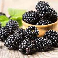 fresh blackberry