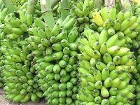 Fresh Green Banana