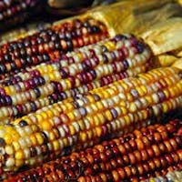 Indian Corn