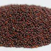 Mustard Seeds