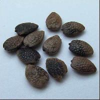palm fruit seeds
