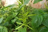 Cluster Bean Seeds