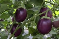 F1 Hybrid Brinjal Seed