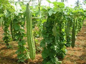 Hy ridge gourd seed