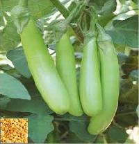 Only Bottle gourd seed