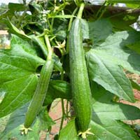 Op sponge gourd seed