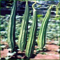 Ridge Gourd Seed