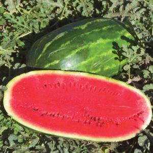 Watermelon Seed