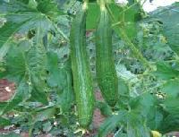 sponge gourd seed