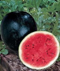 Black ice-box Watermelon Seed