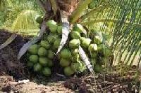 coconut hybrid plant
