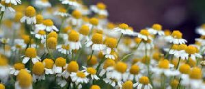 Chamomile Dry Extract