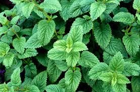 Corn Mint Dry Extract