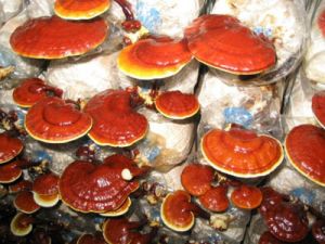 Ganoderma Extract