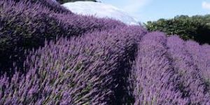 Lavender Dry Extract