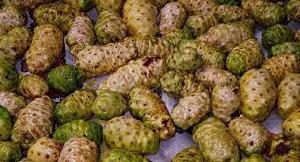 Noni Dry Extract